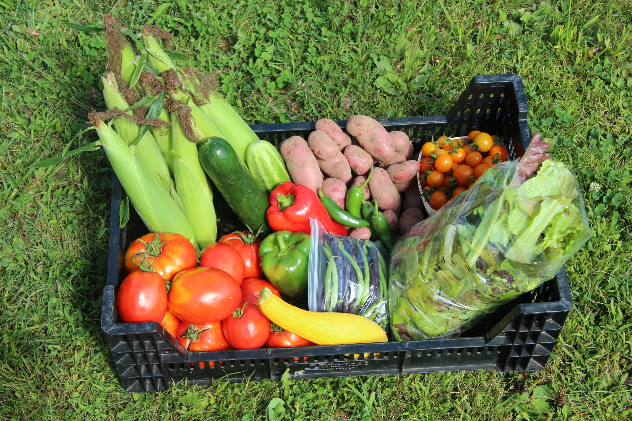 Featured image for “Getting the Most Out of Your Share by Freezing”