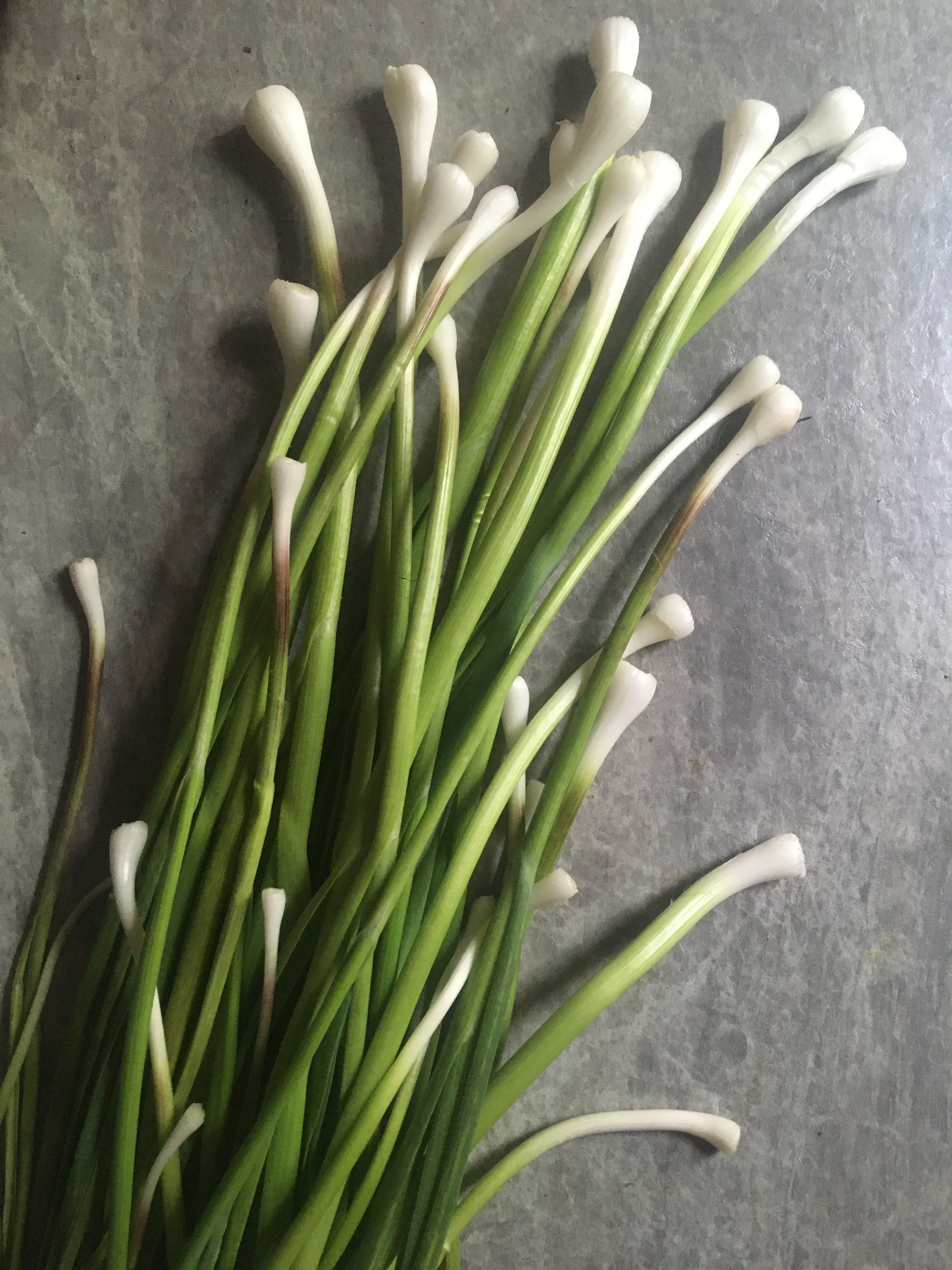 Featured image for “Green Garlic”