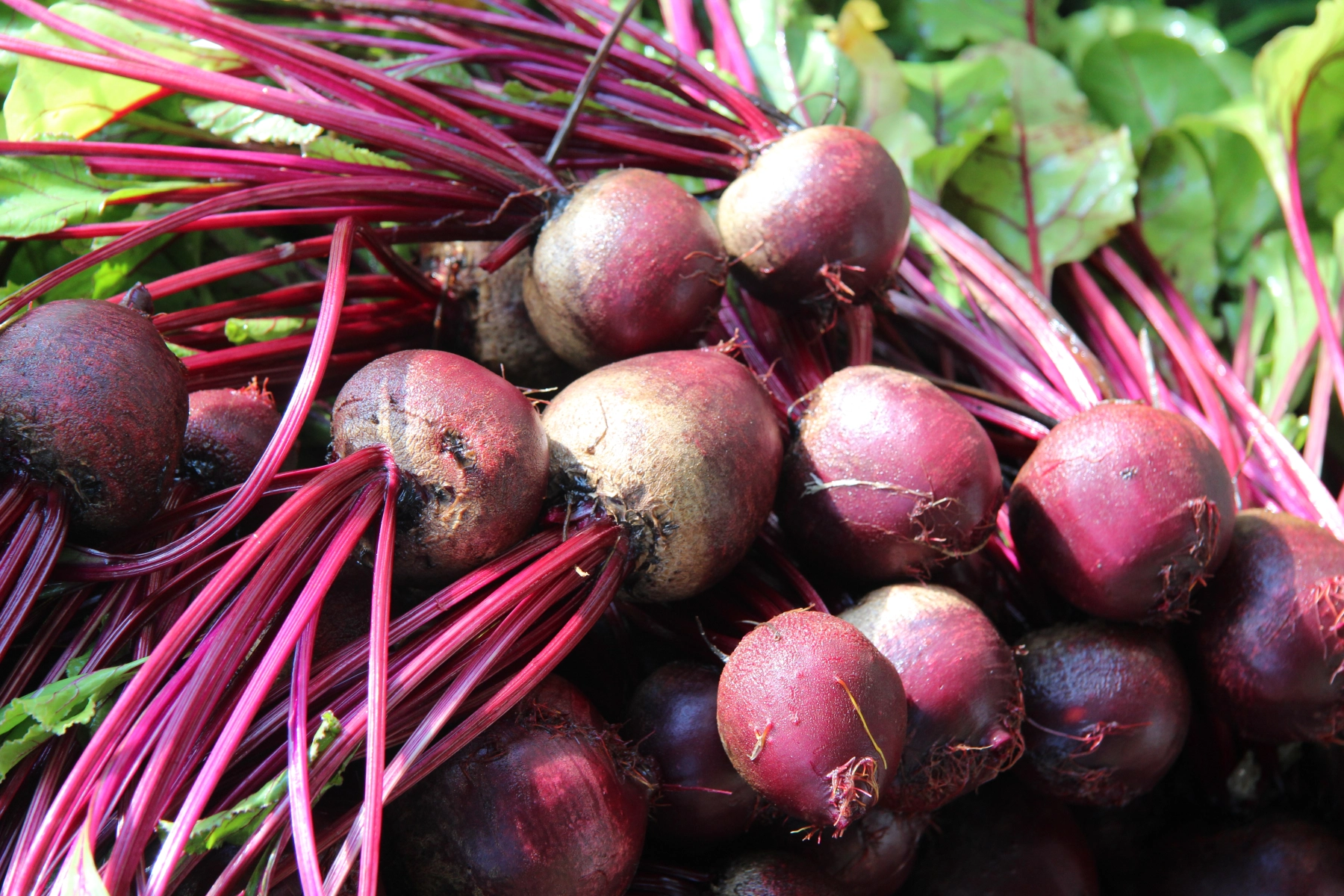 Featured image for “Beet”