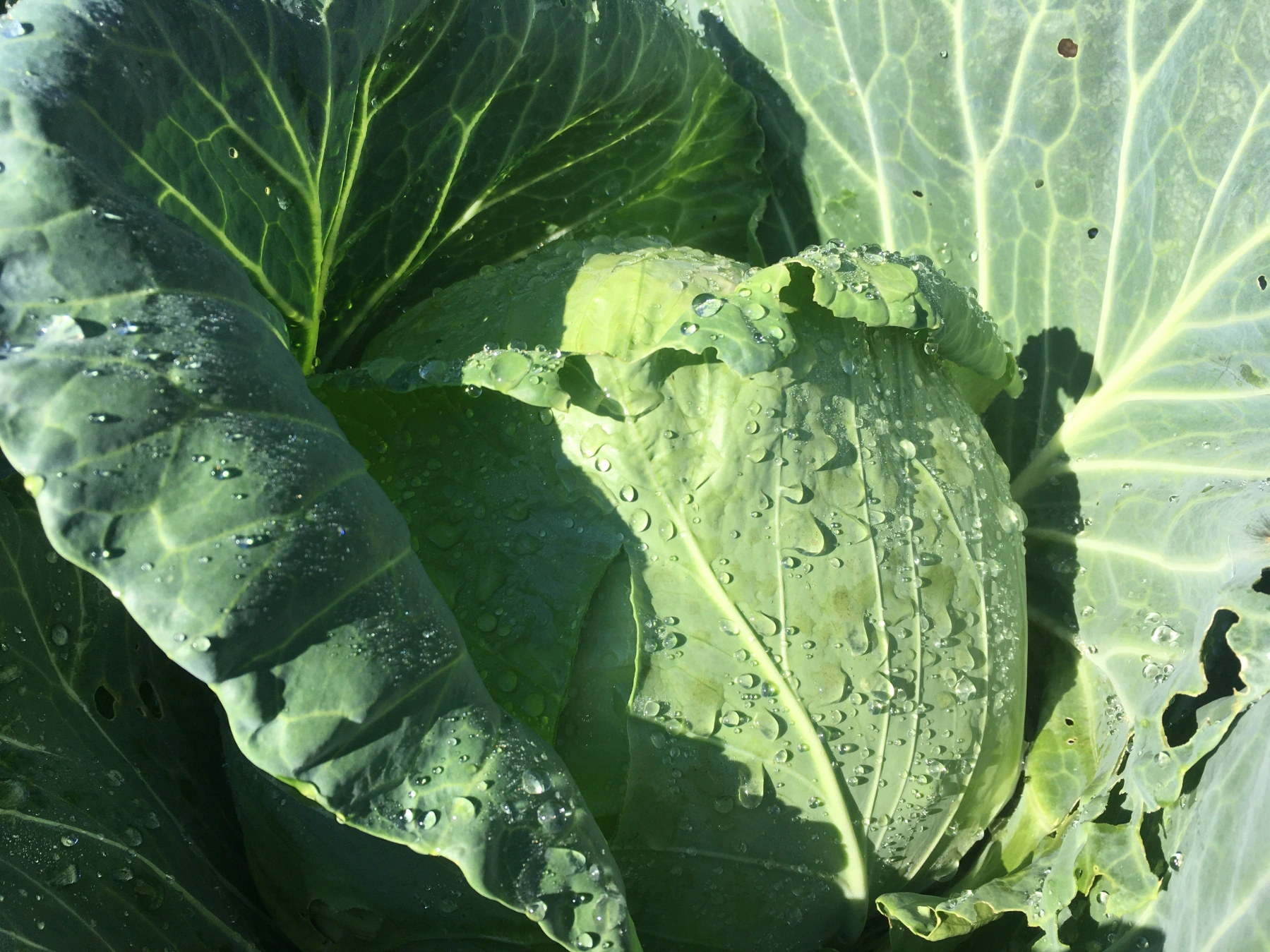 Featured image for “Cabbage”