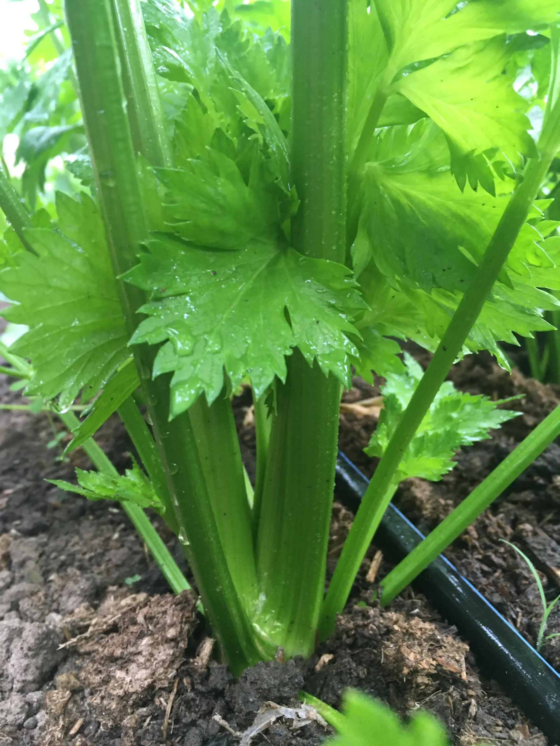 Featured image for “Celery”