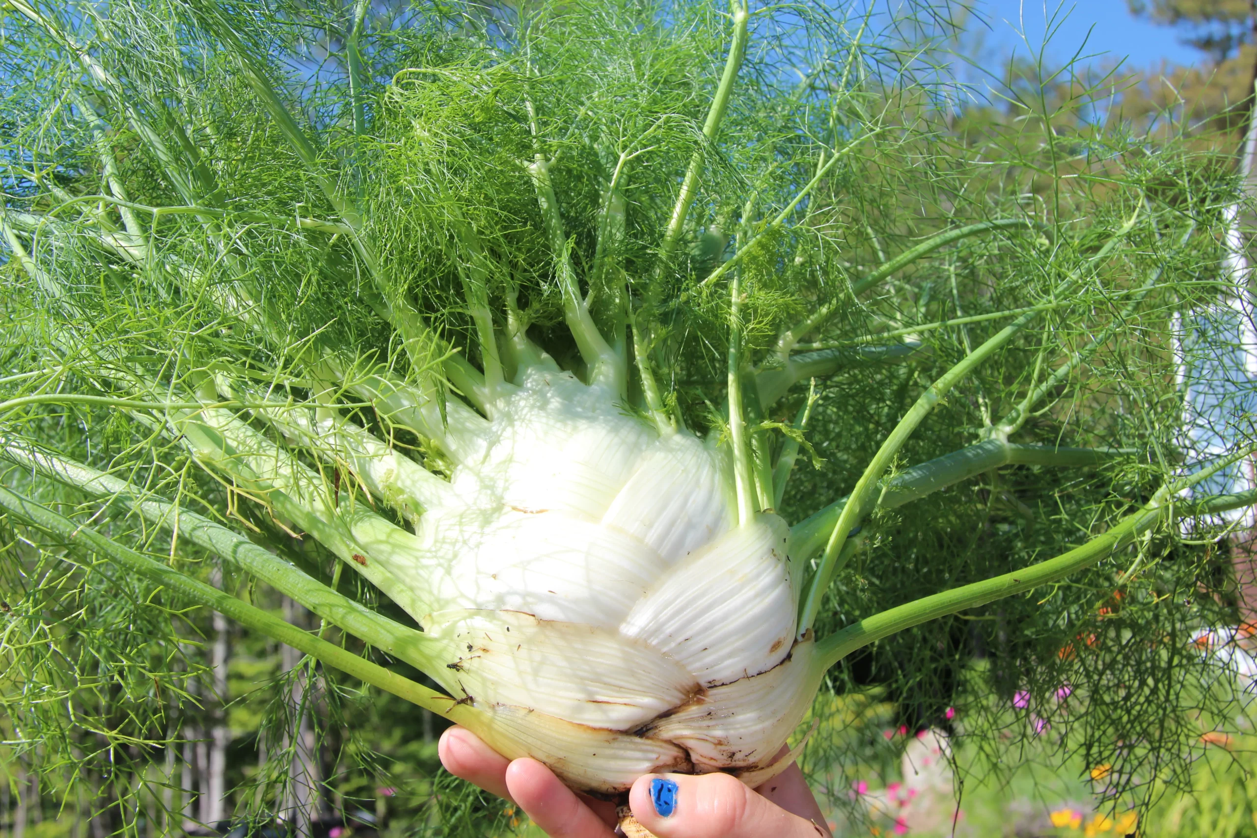 Featured image for “Fennel”
