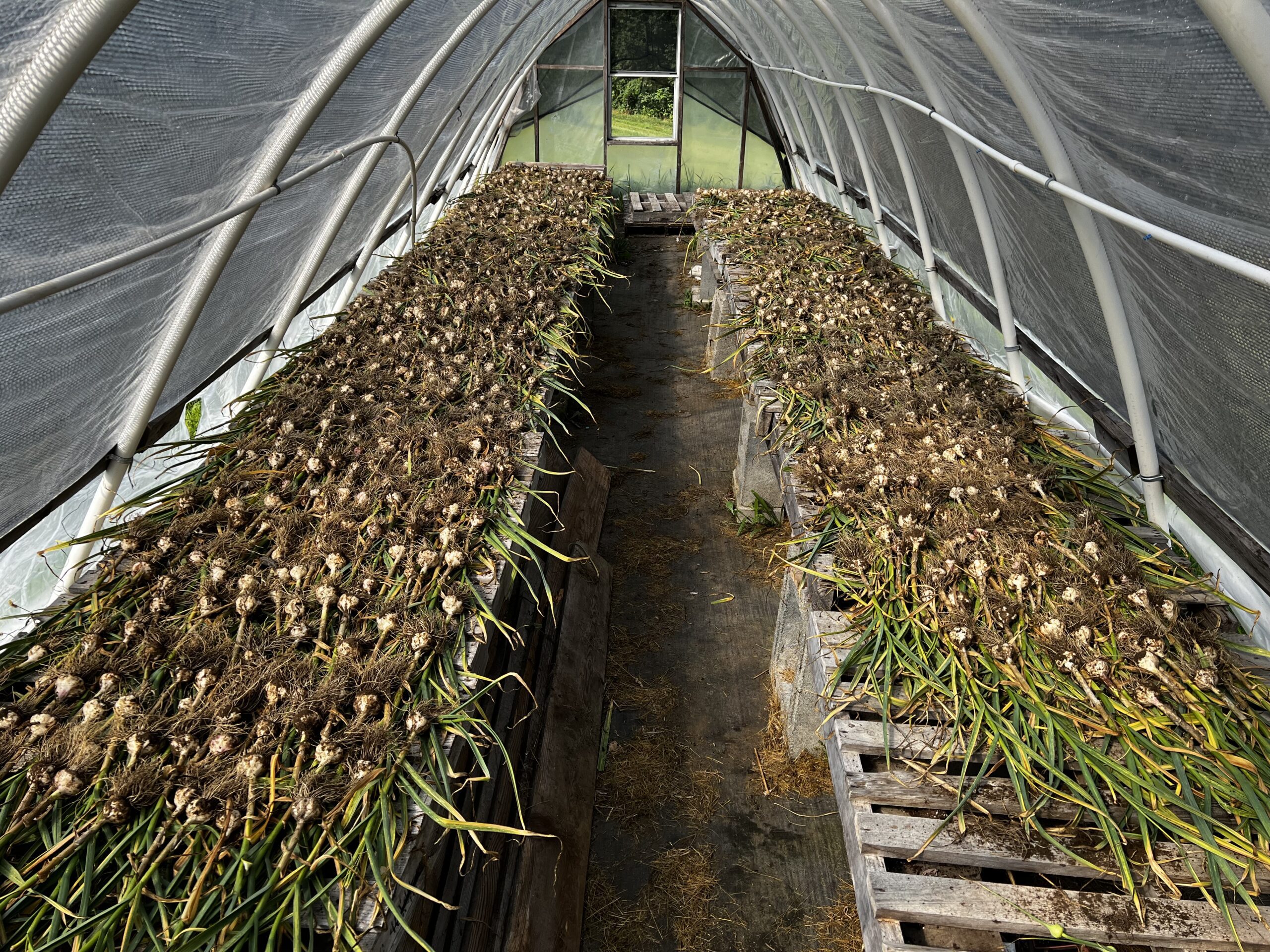 Featured image for “Garlic”