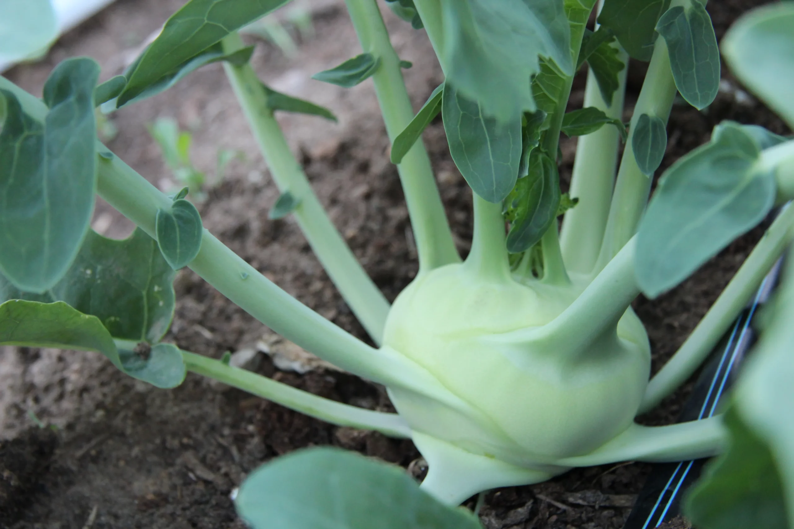 Featured image for “Kohlrabi”