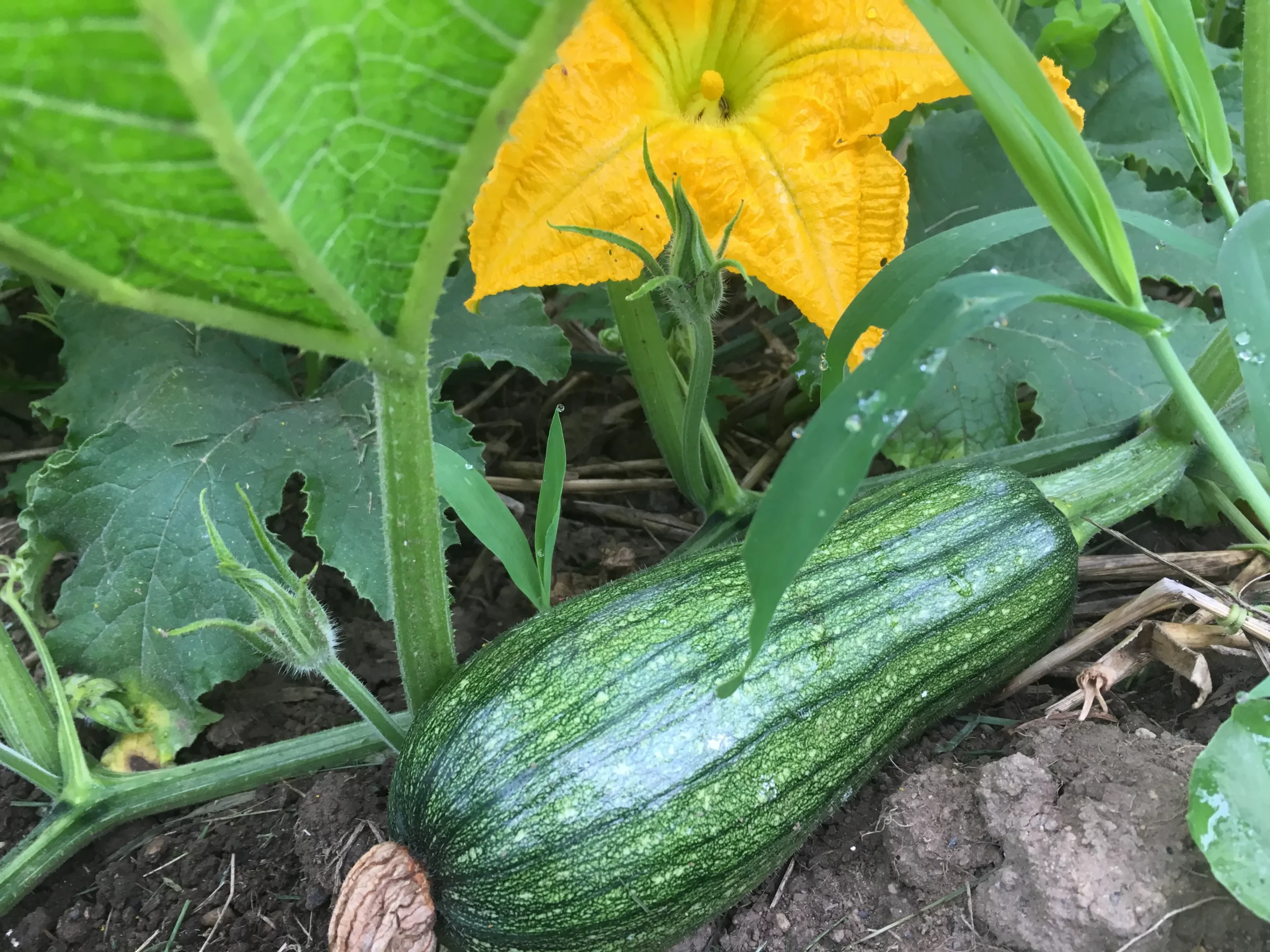 Featured image for “Pie Pumpkin”